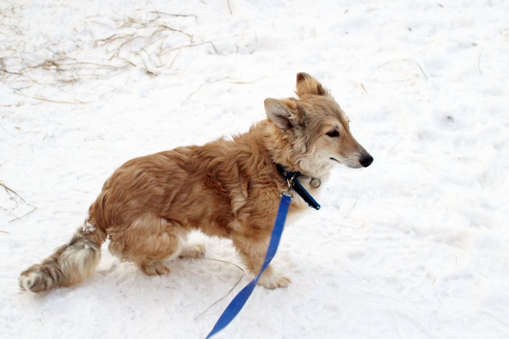 Отдам в добрые руки