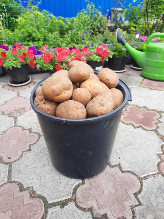 Картофель прошлогодний урожай