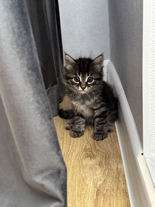 Отдам котят в добрые руки