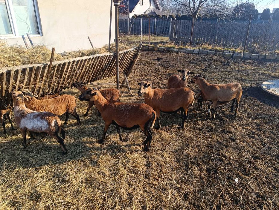 Oi camerun  9 bucati