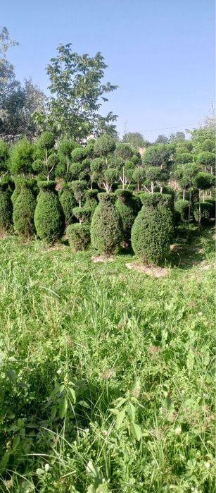Xar xil turdagi gular dekarativni archalar bor