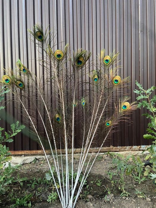 Продам перья павлина