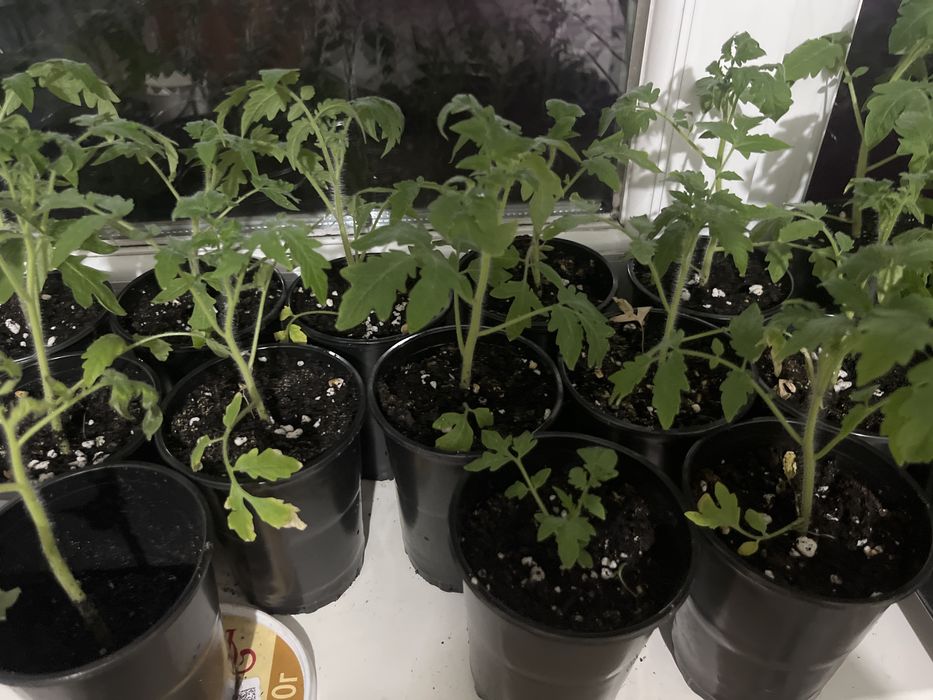 Помидоры рассада томат