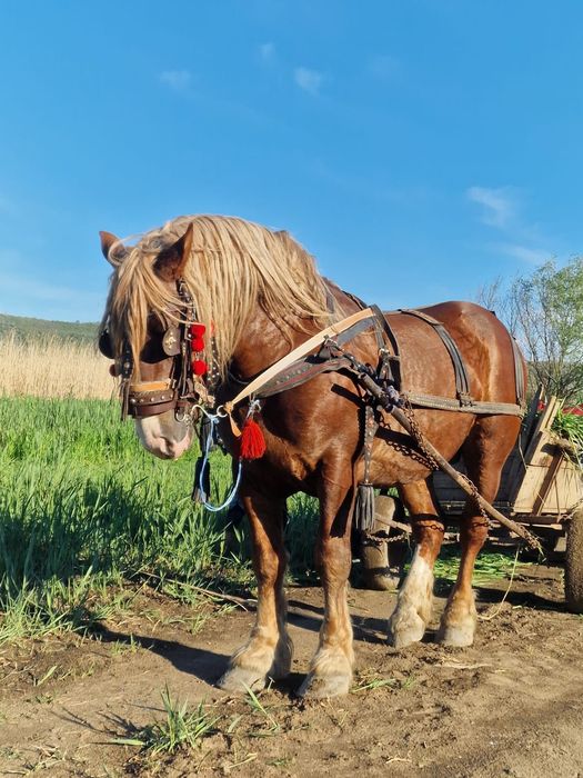 Armăsar de vânzare