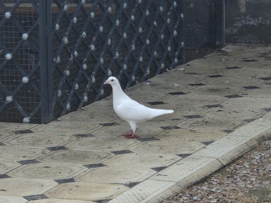 Продам голубей кептер