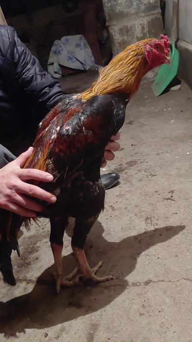 Дакан апрельский