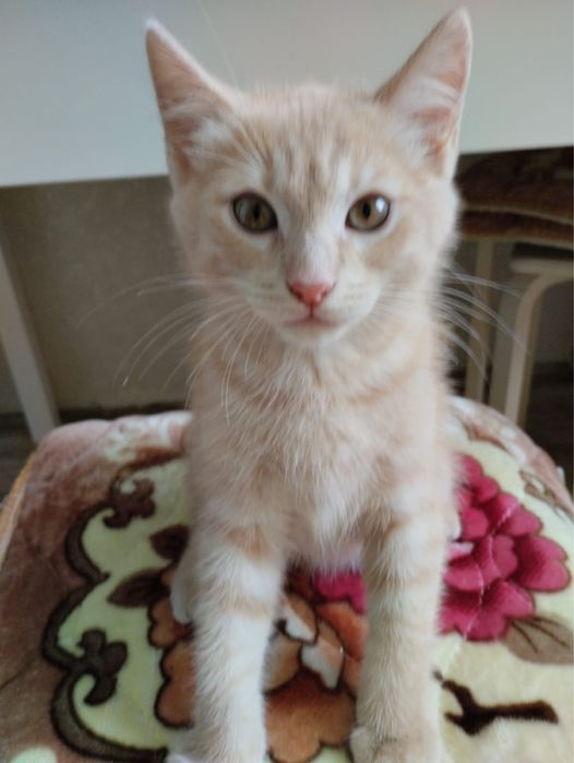 Котенок мальчик в поисках дома
