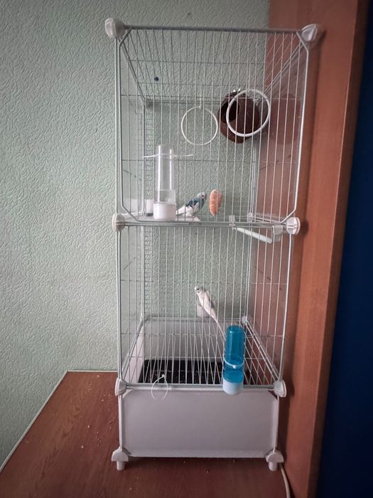 Продам волнистых попугаев