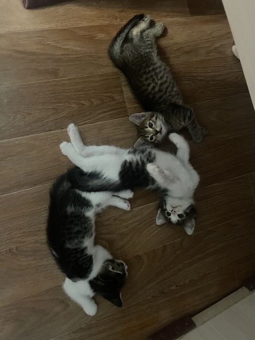 Отдам котят в хорошие руки