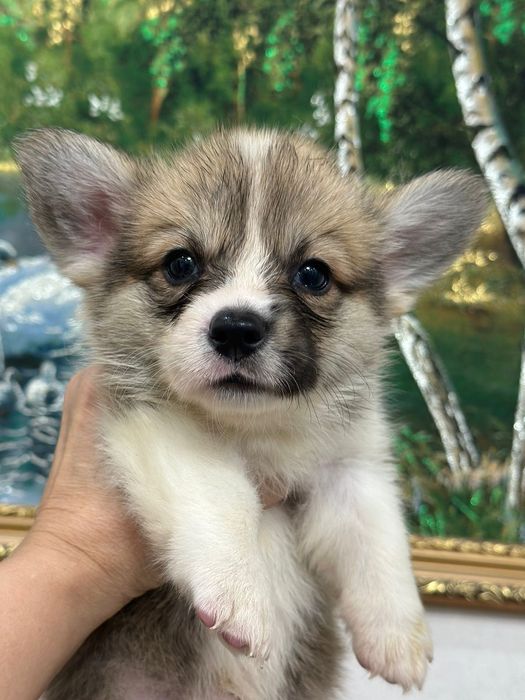 Щенки Вельш Корги пемброк