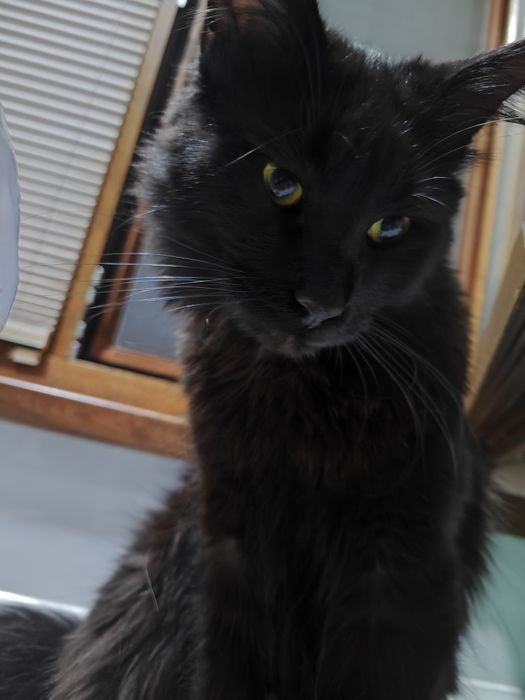 Кот Мейн-кун для вязки (полидакт)