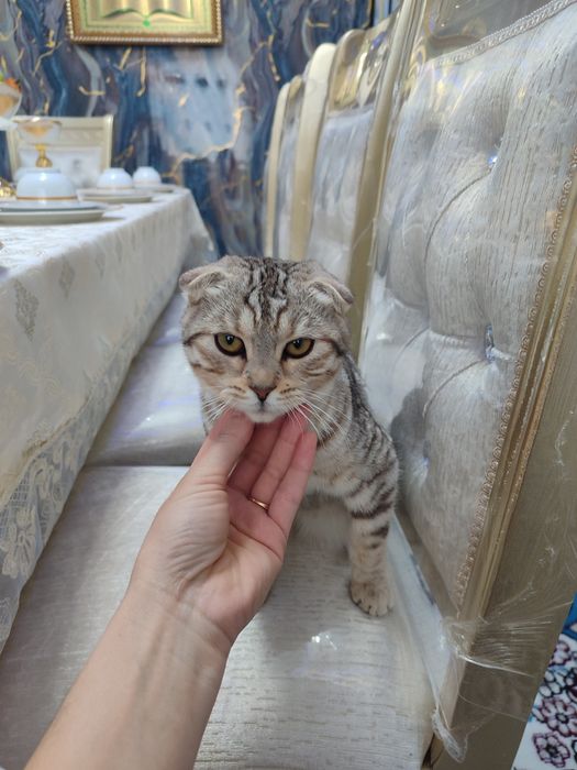 Damashni mushuk 6 oylik toza boqilgan +5 kilo korimi bn