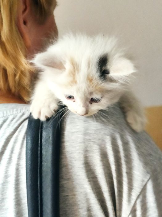 Котенок в любящую семью.