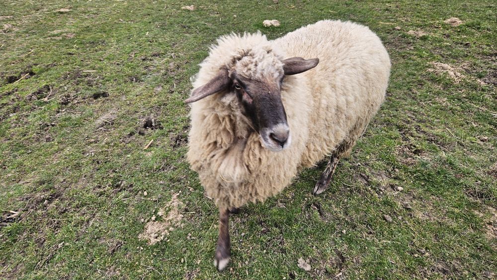 Vând berbec carabas