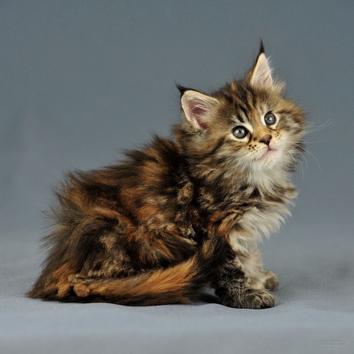 Котята Мейн куна мальчики и девочки