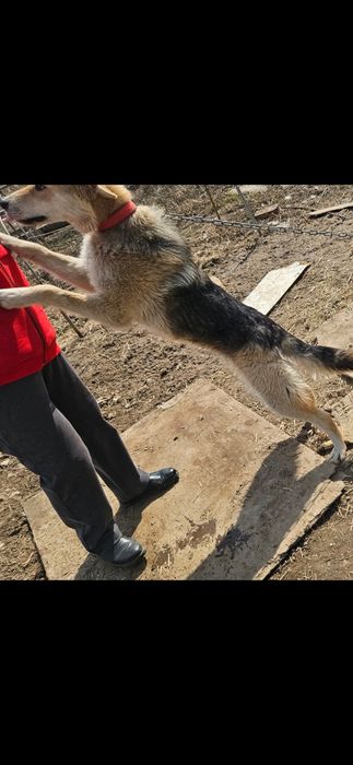 Отдам щенка 8 месяцев