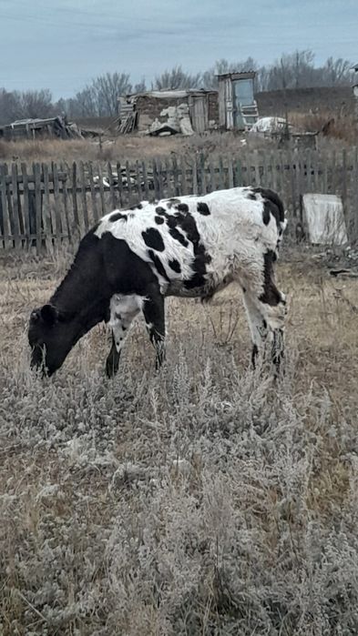 Продам бычков симентал 1 год