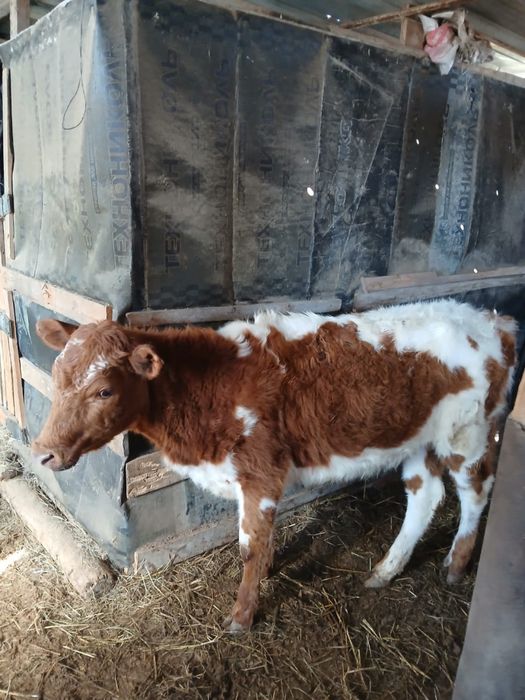 Қашар сиыр сатылады