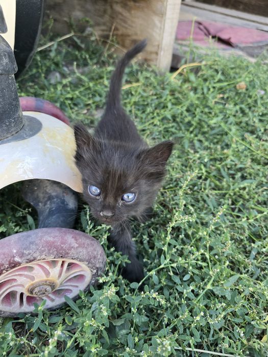 Отдам котят даром