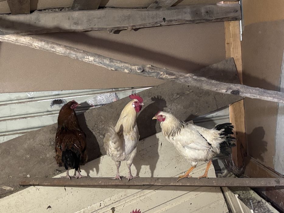 Продаём домашних петухов