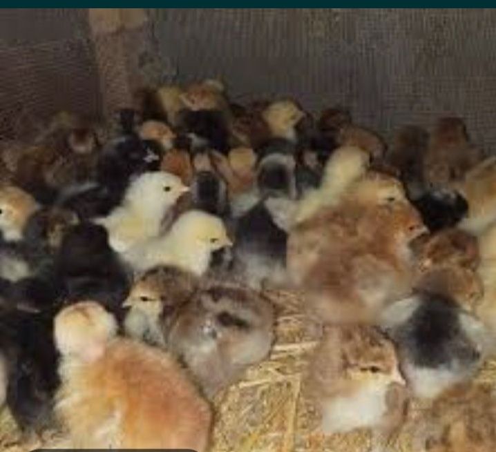 Puișori de câteva zile