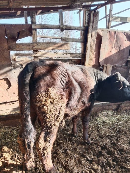 Бычок год и 3 мес.