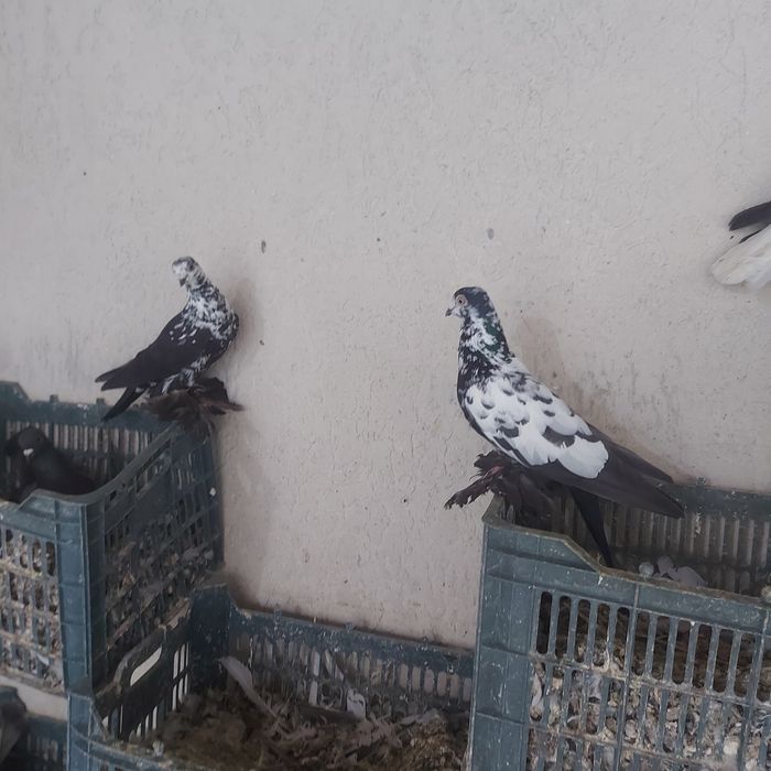 Соч лиси пара лет игра