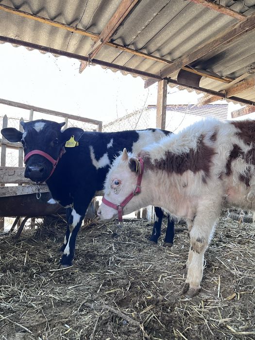 Жас баспак тар сатлады