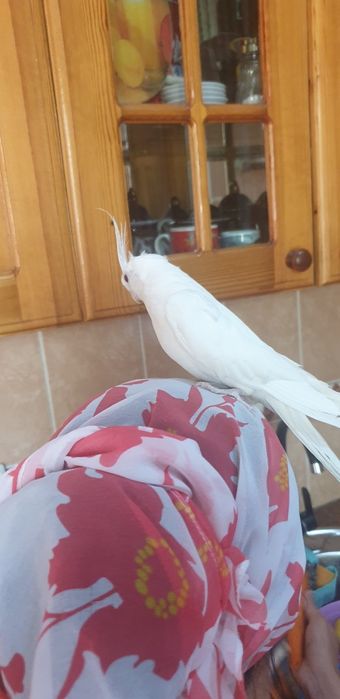 Папугай ручной дубайский