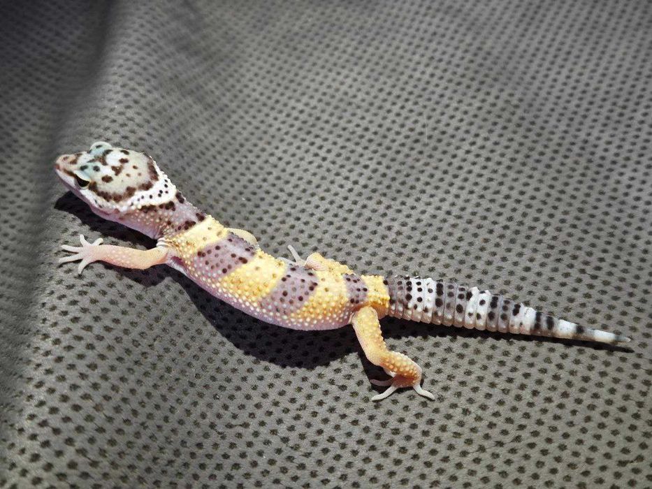 Эублефары молодь