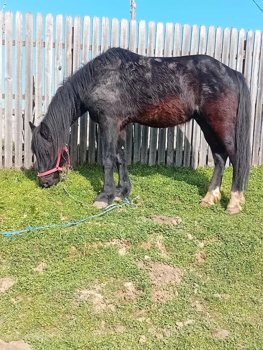 Cal de vanzare cu caruță si ham