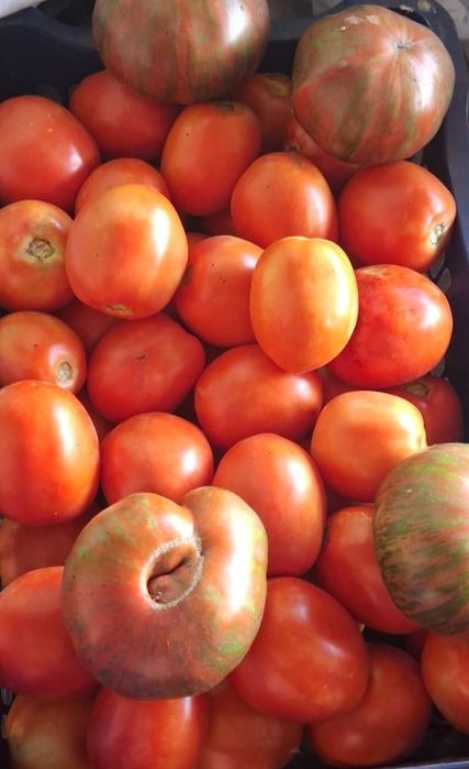 Продам домашние помидоры