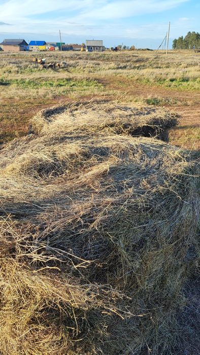 Продам прошлоголнее сено, луговое, пресс прф-145,