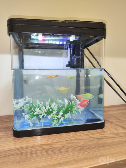 Akvarium baliqlari bilan sotiladi