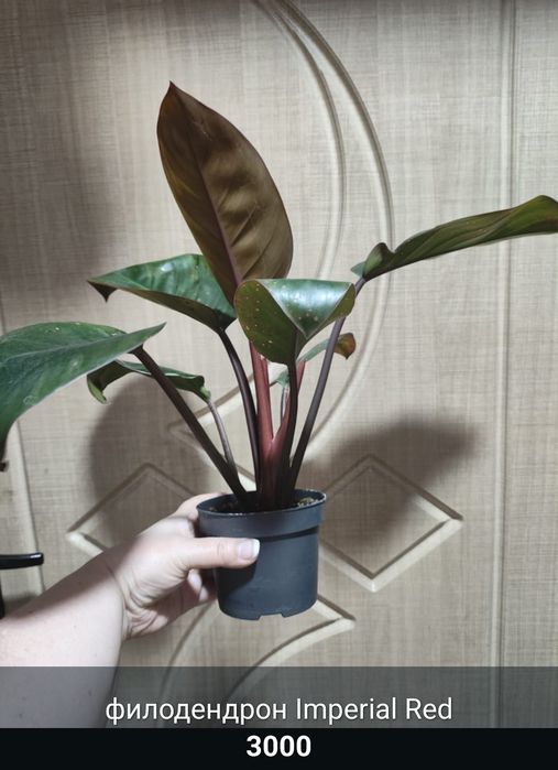 Комнатные растения