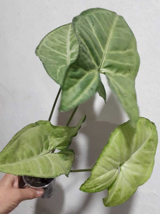 Сингониум Syngonium