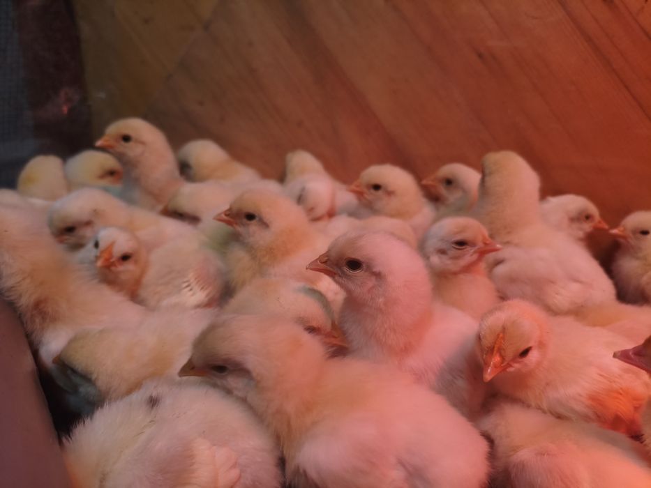 Продам цыплят несушек