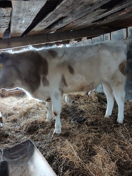 Быкчки на откорм