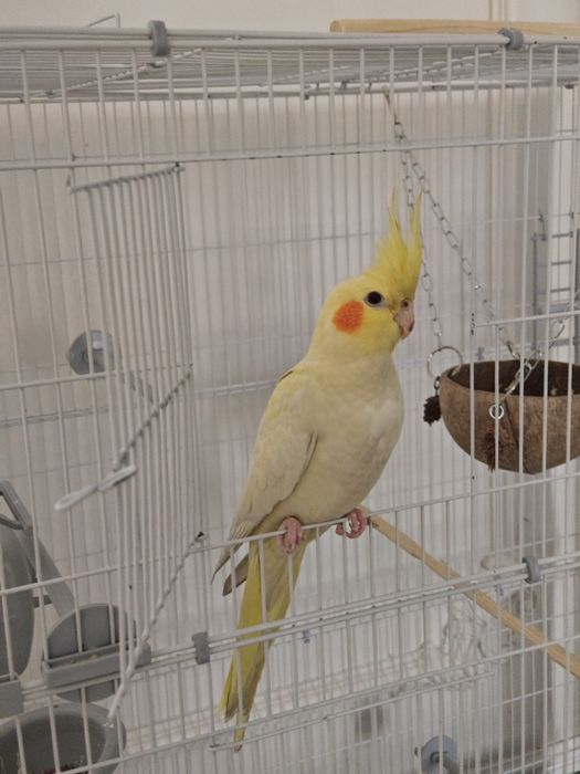 Продам Корелла -6 мес