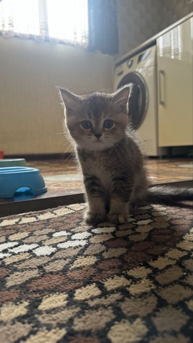 Продается Кошка Mushuk Sotiladi