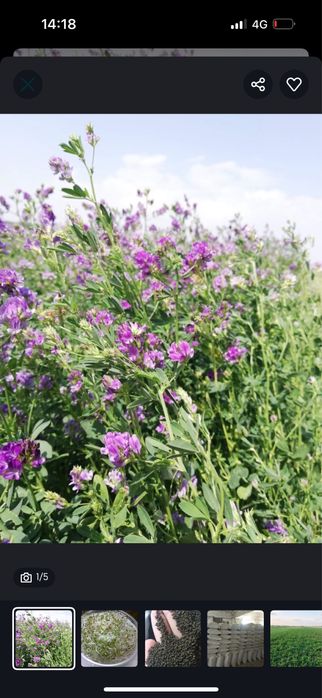 Сапалы Джеа жоңышқа ұрығын сатамыз