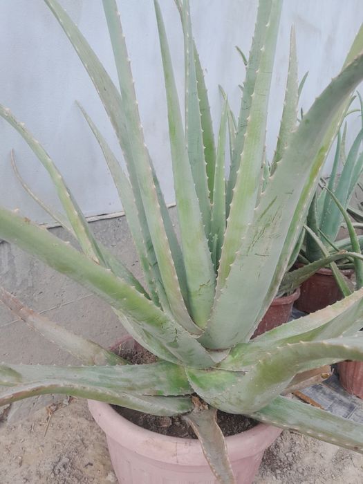 Aloy gullar sotiladi