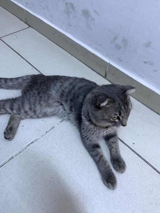 Щотланские мысық