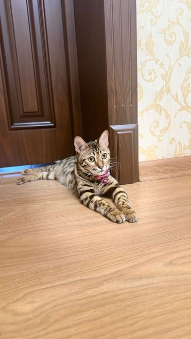 Бенгальсякая кошка