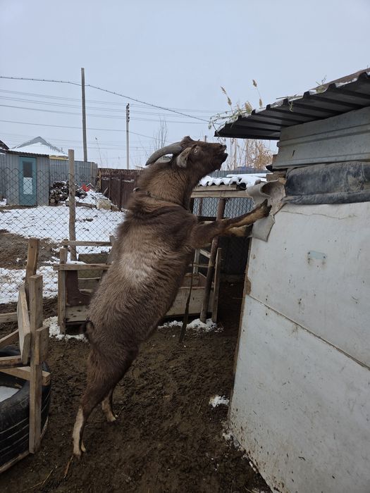 Теке қашыруға ұсынамыз!