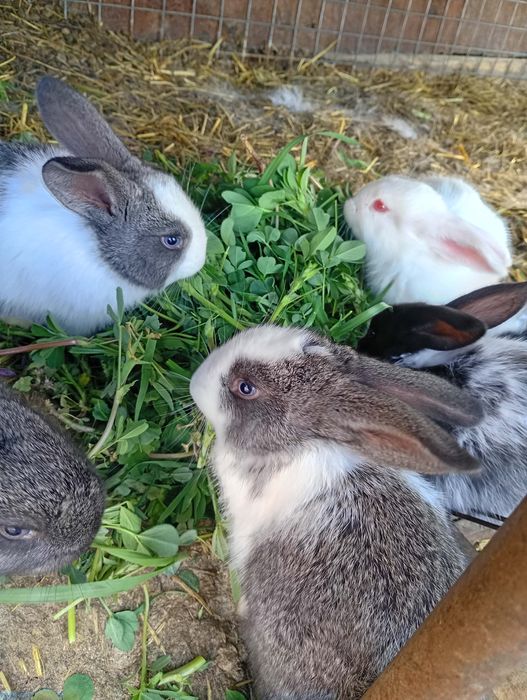 Iepurași/ iepuri de vânzare