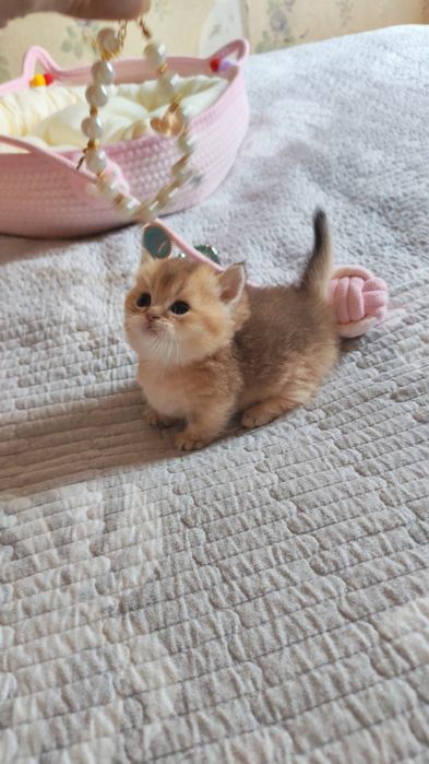 Милые маленькие манчкины