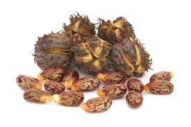 Семена Клещевины