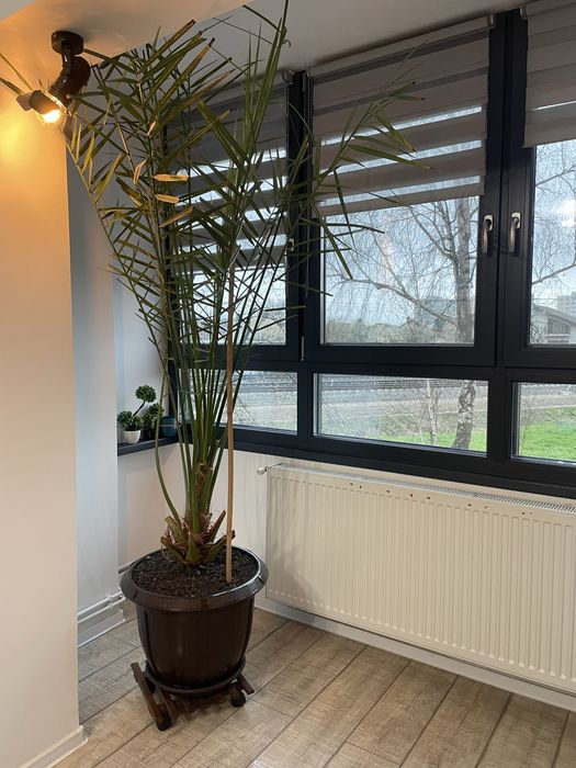 Plata ghiveci palmier curmal aclimatizat decorativ