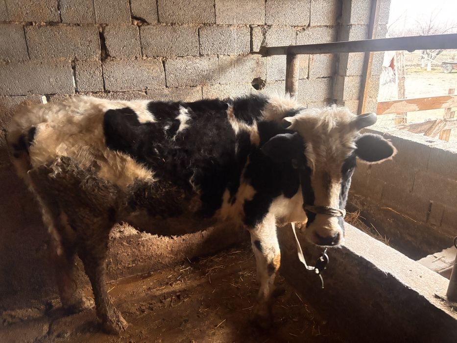 Сиыр сатылады жақсы дені сау